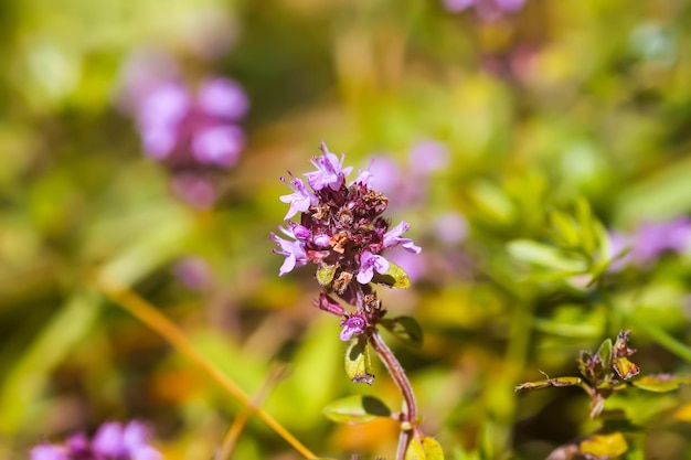 Plante de thym poussant dans le jardin d'herbes aromatiques en été