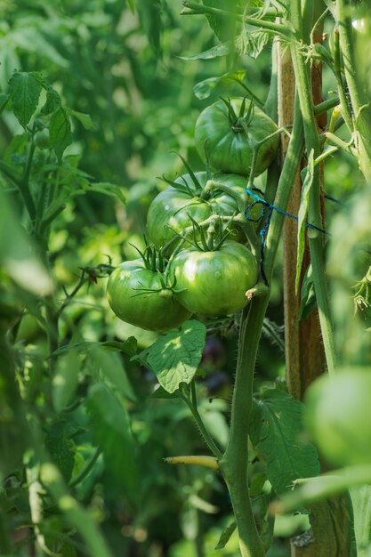 Plante de tomate biologique non mûre Tomates poussant sur la vigne