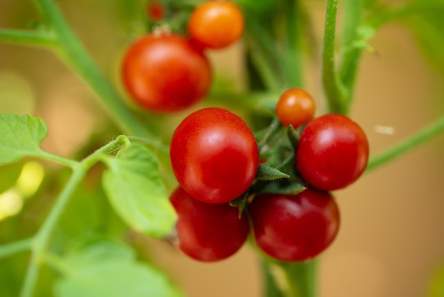 Une plante de tomate cerise mûre qui pousse dans le jardin