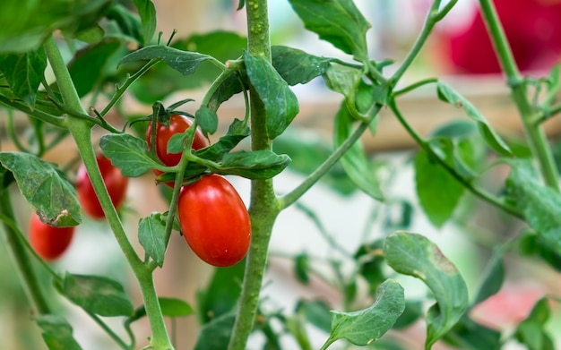 Photo plante de tomate cerise