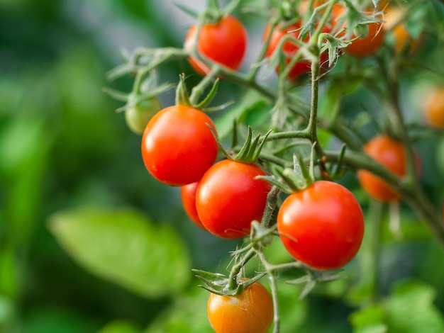 Plante de tomate mûre poussant un bouquet frais de tomates naturelles rouges sur une branche dans une garde de légumes biologiques