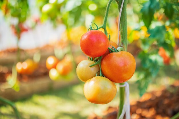 plante de tomates dans le jardin