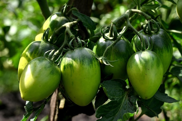Plante de tomates en serre Plantation de tomates vertes Agriculture biologique croissance de jeunes plants de tomates dans une serre