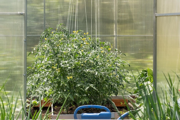 Plante de tomates vertes au feuillage vert luxuriant soutenu par des cordes en serre