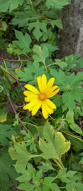 La plante de tournesol mexicaine a des feuilles vertes et de belles fleurs jaunes prises de près.