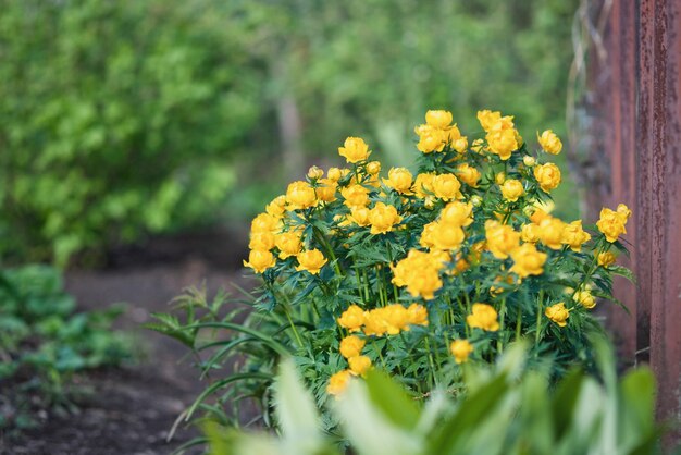 Plante Trollius asiaticus fleurissant avec des fleurs jaunes dans le jardin