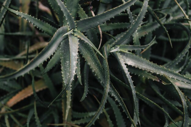 Photo plante tropicale d'aloe vera verte