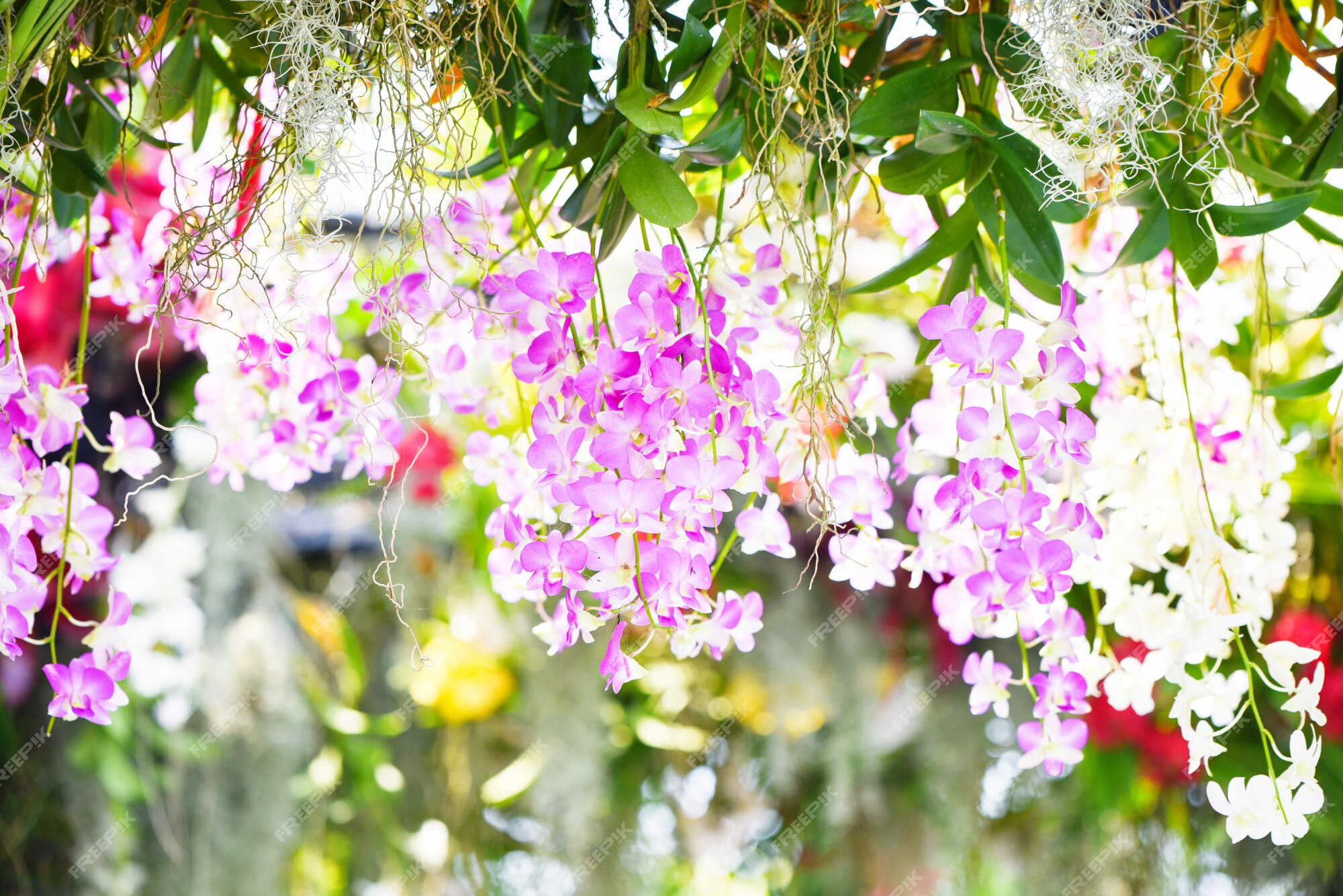 Plante Tropicale Belle Fleur Rose Et Violette Orchidée | Photo Premium