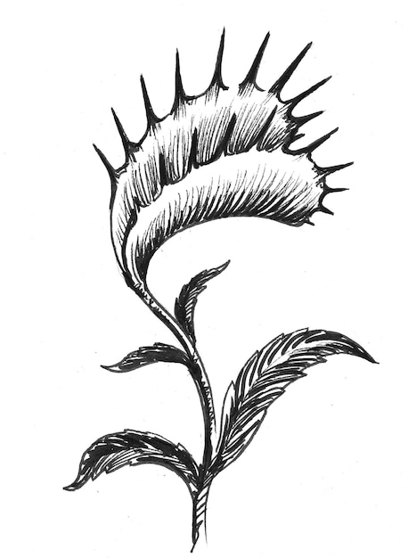 Plante tropicale carnivore. Dessin noir et blanc à l'encre