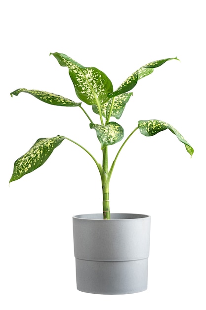 Plante tropicale Dieffenbachia en pot de style loft pour jungle urbaine sur fond isolé blanc