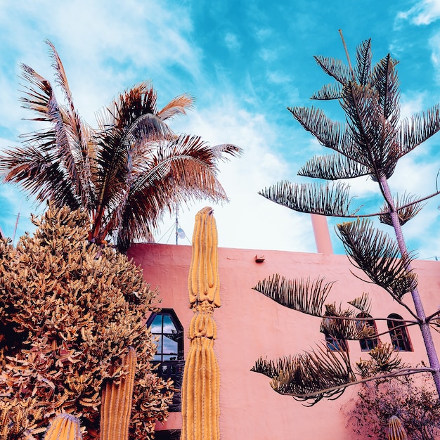 Plante tropicale. emplacement tropical. Les îles Canaries