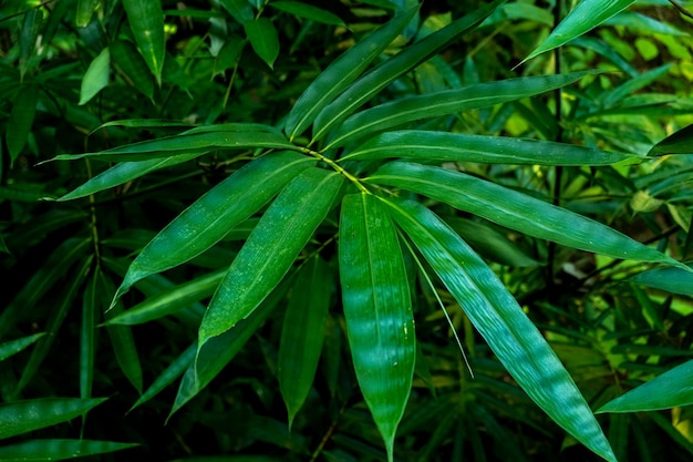 Plante tropicale à feuilles vertes bali