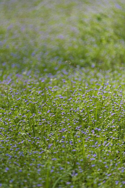 plante tropicale et fleur dans la forêt de profondeur