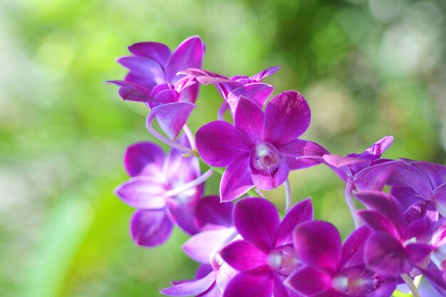 plante tropicale fleur pourpre orchidée