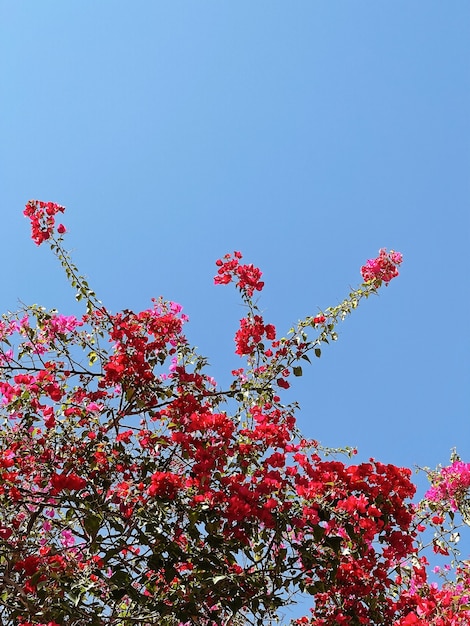 Plante tropicale à fleurs rouges sur ciel bleu