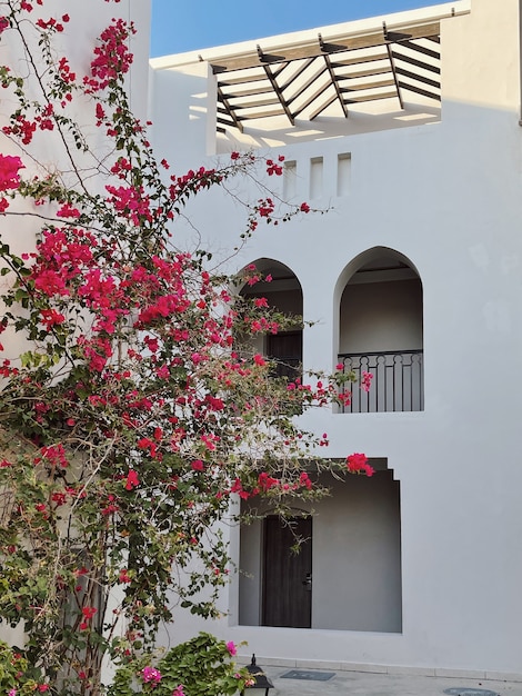 Plante tropicale avec des fleurs rouges sur le mur beige de la construction de la maison