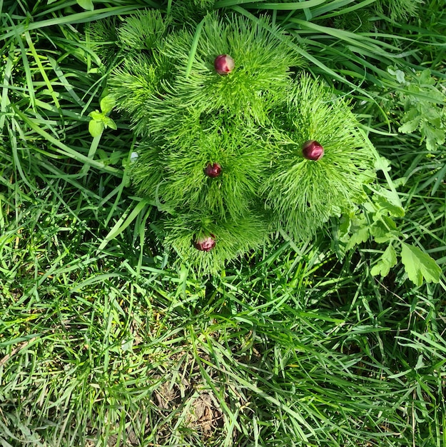 Une plante verte avec des baies rouges dessus