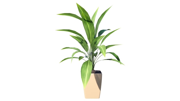 une plante verte à base brune et à feuilles vertes