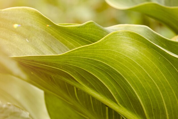 Plante verte et colorée laisse sa texture dans le jardin en été