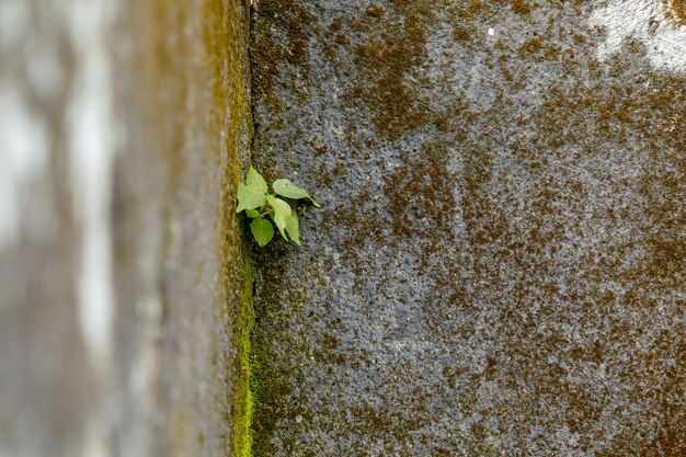 Plante verte sur le composé de mur de maison