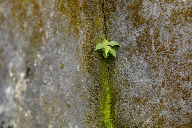 Plante verte sur le composé de mur de maison