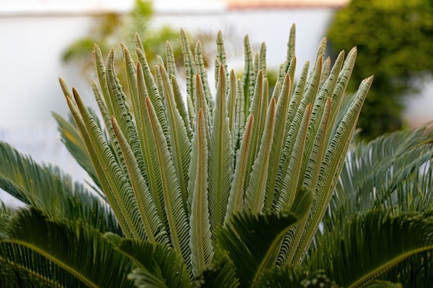 Plante verte de cycadales du genre Cycas