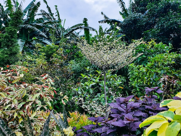 Plante verte dans la fleur du jardin