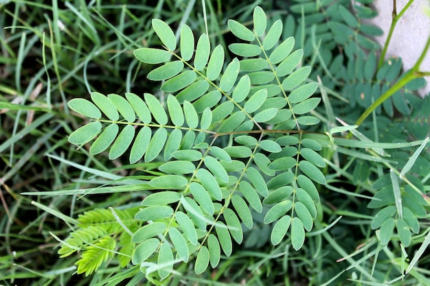 Plante verte dans l&#39;herbe