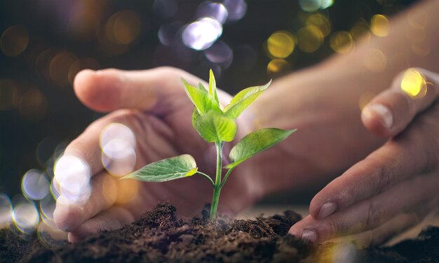 Plante verte dans les mains de l'homme sur fond