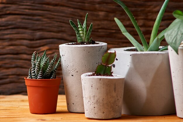 Plante verte dans un pot en béton, décoration de maison créative. sur fond de bois