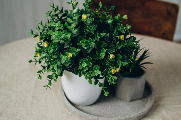 plante verte dans un pot en béton