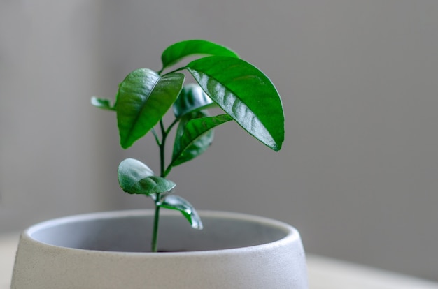 Plante verte dans un pot de fleurs blanc