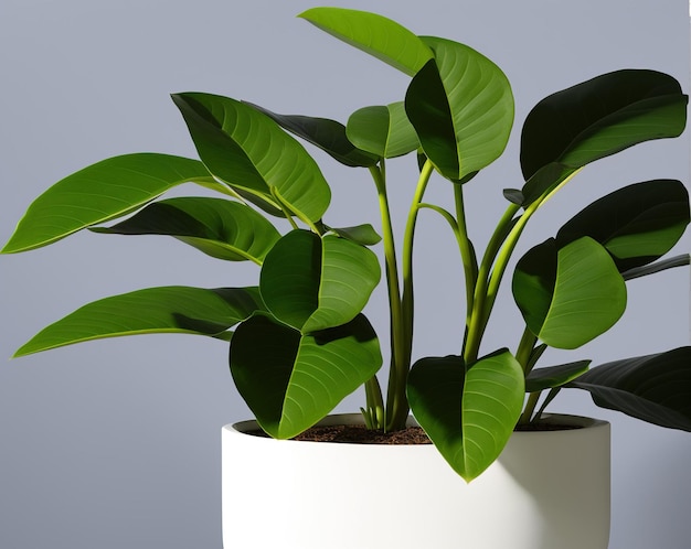 plante verte dans un pot sur fond blanc