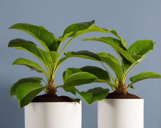 plante verte dans un pot sur fond blanc