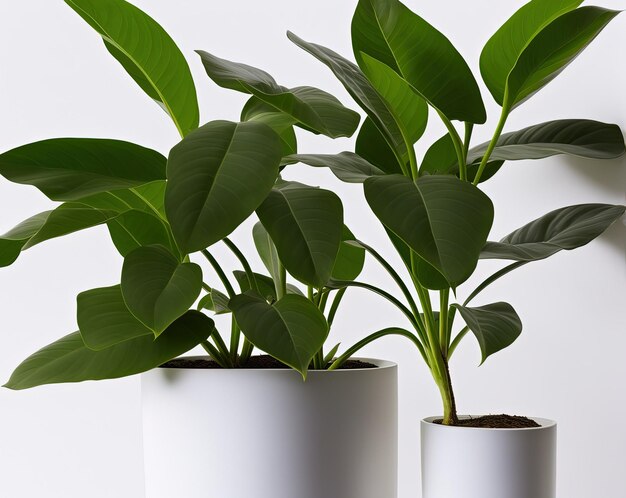 plante verte dans un pot sur fond blanc