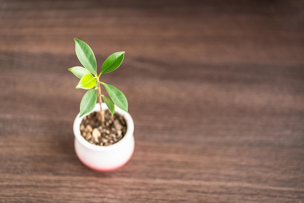 Plante verte dans un pot sur une table en bois