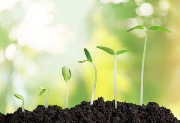 Plante verte dans le sol, vue rapprochée