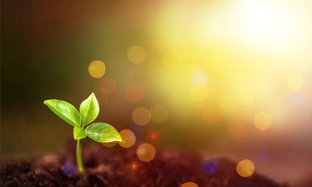 Plante verte dans le sol, vue rapprochée