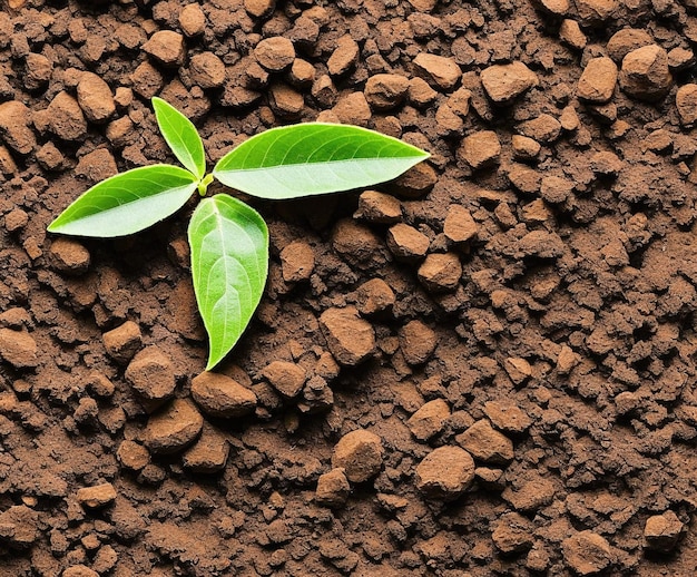 plante verte dans le sol