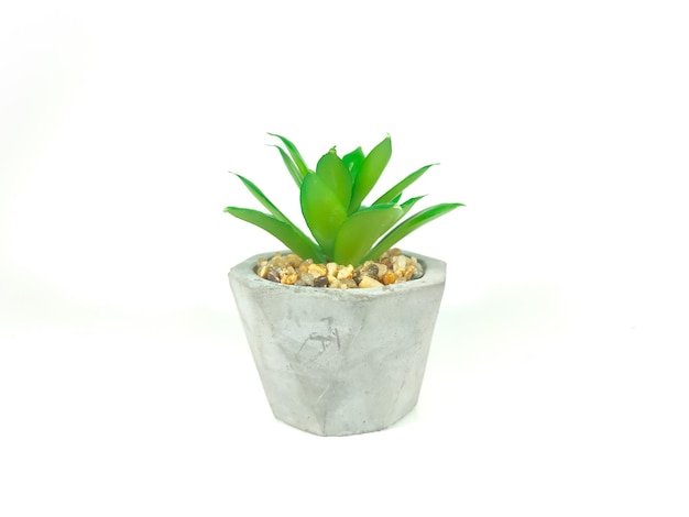 Plante verte dans un vase isolé sur fond blanc avec espace de copie