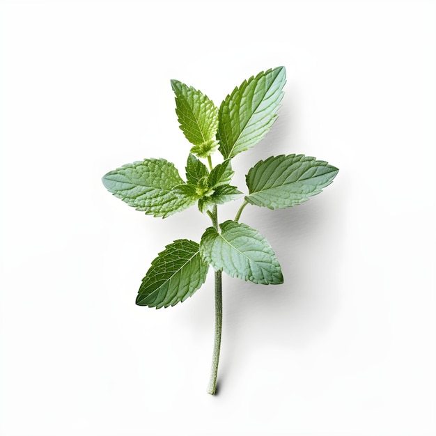 Une plante verte dont les feuilles portent le mot menthe