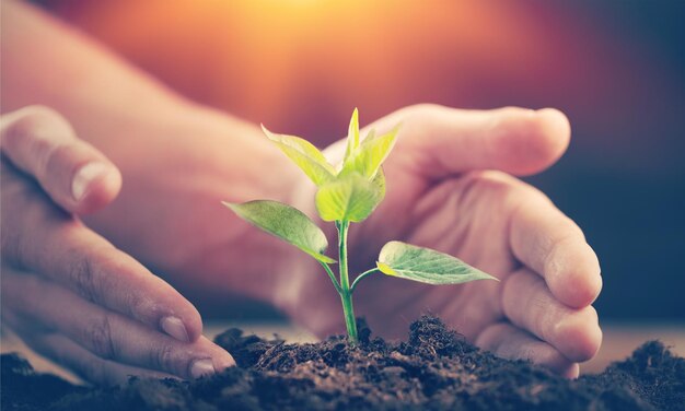 Plante verte entre des mains humaines