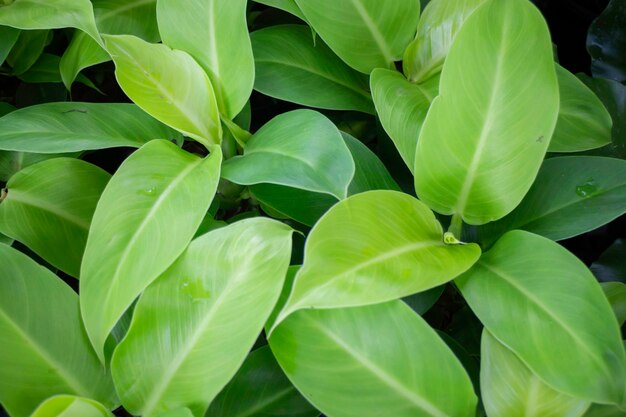 Plante verte d'été sur le marché en plein air