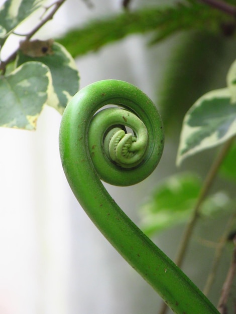 Une plante verte avec une feuille qui porte le mot fougère.