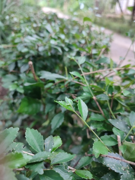 une plante verte avec une feuille verte qui dit " t " sur elle