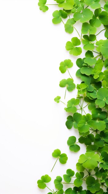 une plante verte avec des feuilles sur fond blanc