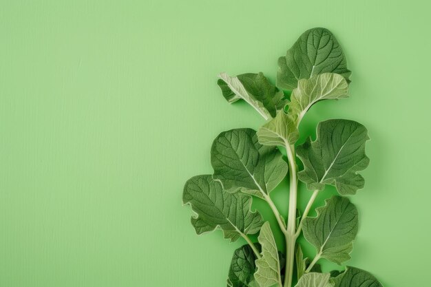 Photo plante verte avec des feuilles sur un fond vert