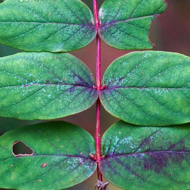 plante verte feuilles texture