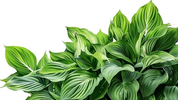 Photo une plante verte avec des feuilles vertes et un fond blanc