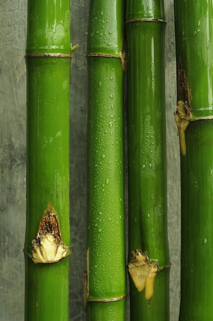 Photo une plante verte avec une fleur blanche